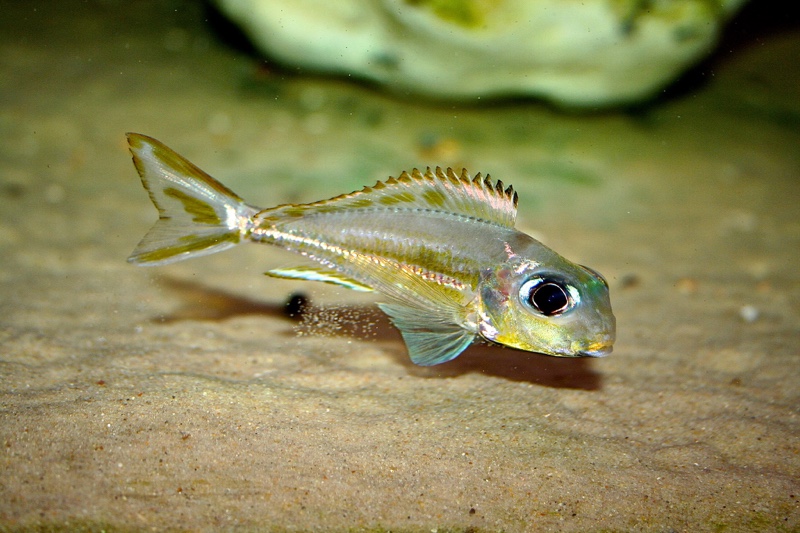 Xenotilapia ornatipinnis 'Burundi'